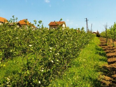 Organska prozivodnja - neiskorišćena šansa Srbije