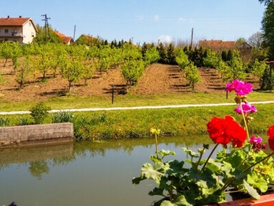 Organska prozivodnja - neiskorišćena šansa Srbije