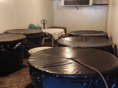 Organska rakija od krušaka