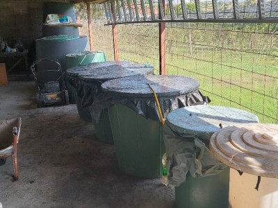 Organska rakija od krušaka