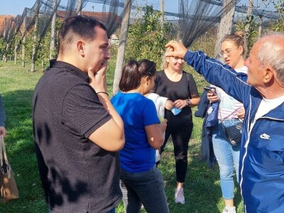 Organska rakija od krušaka