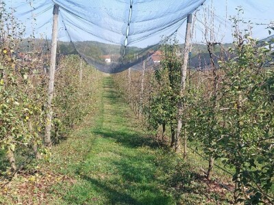 Organska rakija od krušaka