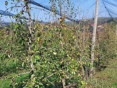 Organska rakija od krušaka