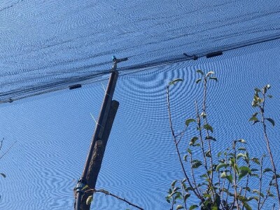 Organska rakija od krušaka