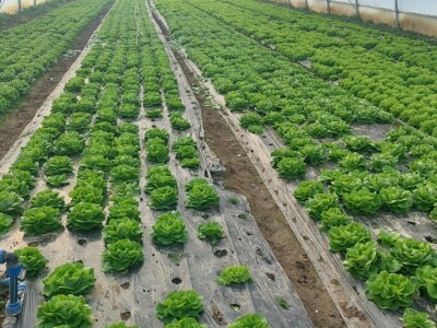 Organska zaštita povrća Organska zaštita povrća