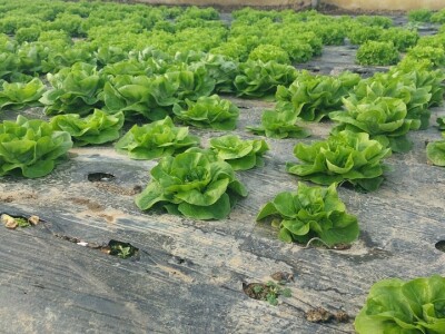 Organska zaštita povrća Organska zaštita povrća