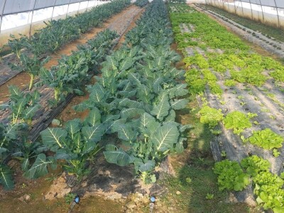 Organska zaštita povrća Organska zaštita povrća