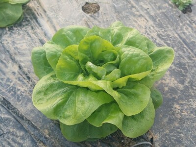 Organska zaštita povrća Organska zaštita povrća