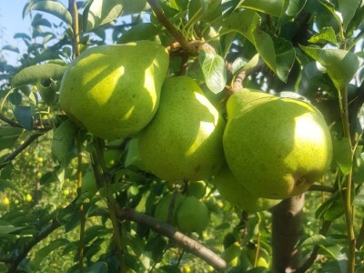 Organska zaštita voća