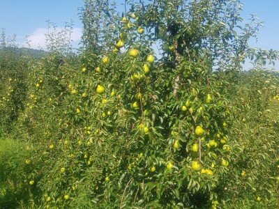 Organska zaštita voća