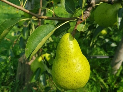 Organska zaštita voća