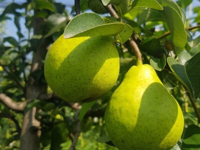 Organska zaštita voća