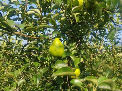 Organska zaštita voća