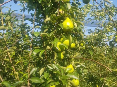 Organska zaštita voća