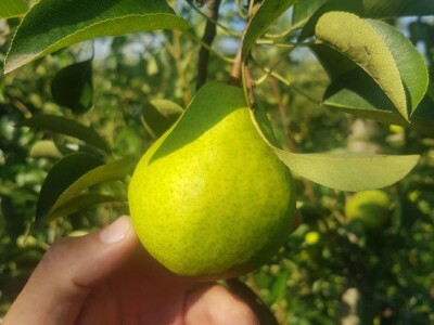 Organska zaštita voća