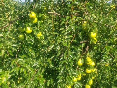 Organska zaštita voća