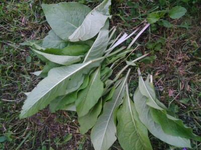 Organska zaštita voća nakon berbe