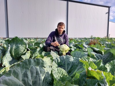 Organski futoški kupus