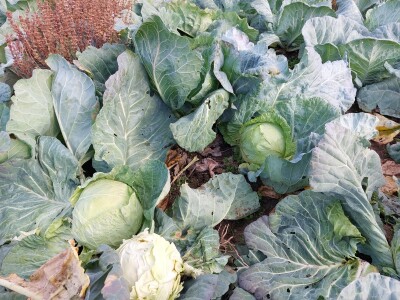 Organski futoški kupus