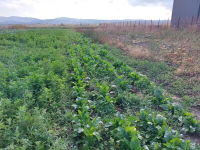 Organski futoški kupus