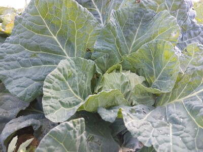 Organski futoški kupus