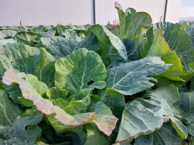 Organski futoški kupus