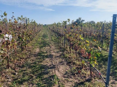 Organski vinograd u Tavankutu