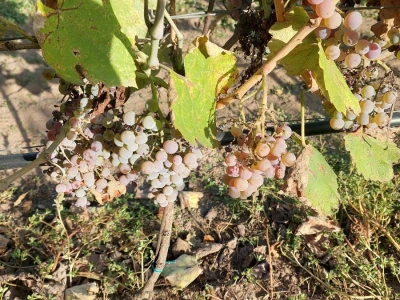 Organski vinograd u Tavankutu