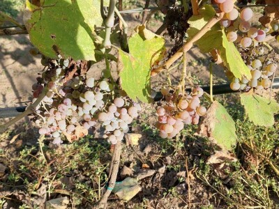 Organski vinograd u Tavankutu Organski vinograd u Tavankutu
