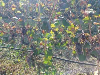 Organski vinograd u Tavankutu