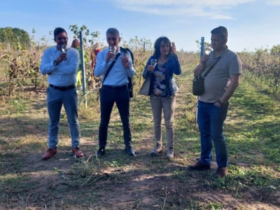 Organski vinograd u Tavankutu