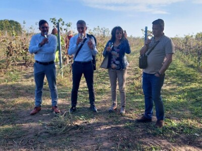 Organski vinograd u Tavankutu Organski vinograd u Tavankutu