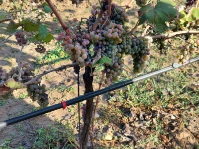 Organski vinograd u Tavankutu
