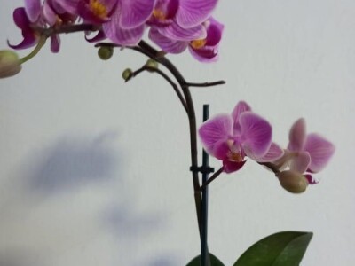 -Uzgoj orhideja