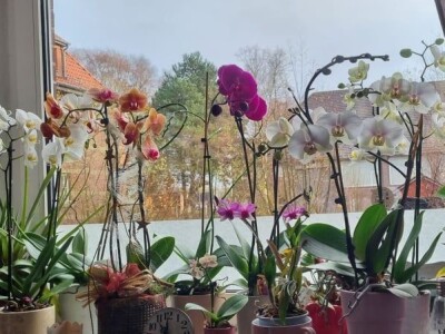 -Uzgoj orhideja