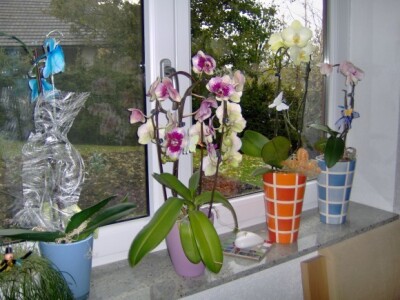 Orhideje krase prozore svih kuća