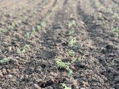 Mladi ljudi iz Beograda zasadili divlji origano