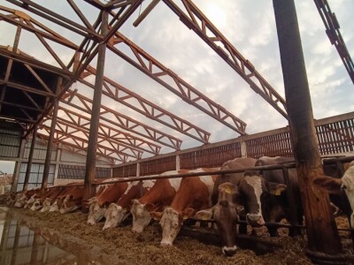 Orkanski vjetar odnio krv farme muznih krava Dišinac