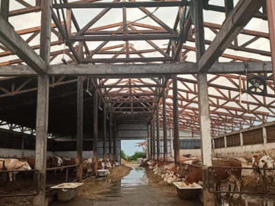 Orkanski vjetar odnio krv farme muznih krava Dišinac