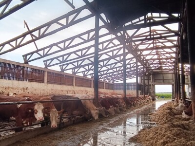 Orkanski vjetar odnio krv farme muznih krava Dišinac