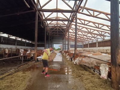 Orkanski vjetar odnio krv farme muznih krava Dišinac