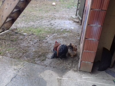 Orpington i Kokinkina Orpington i Kokinkina