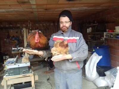 Orpington i Kokinkina Orpington i Kokinkina