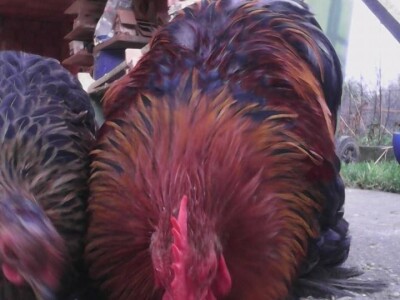 Orpington i Kokinkina Orpington i Kokinkina