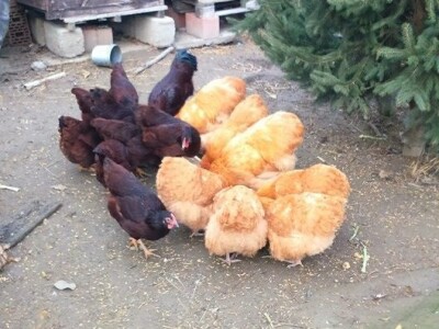 Orpington i Kokinkina Orpington i Kokinkina