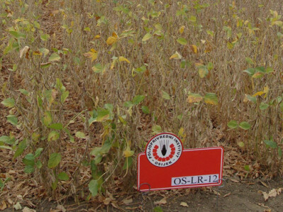 Dani polja Poljoprivrednog Instituta Osijek