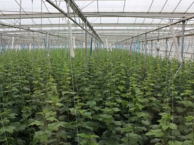 Osatina Grupa otvorila vrata agrarnim novinarima