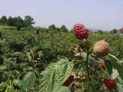Osiguravanje useva maline
