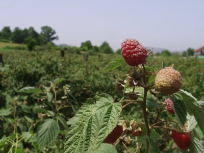 Osiguravanje useva maline