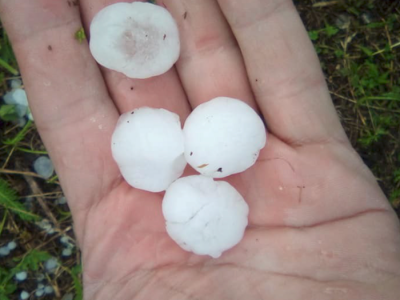 Osiguravanje useva maline